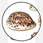 Eleven Large and Small Tropical Cowrie Shells Poster