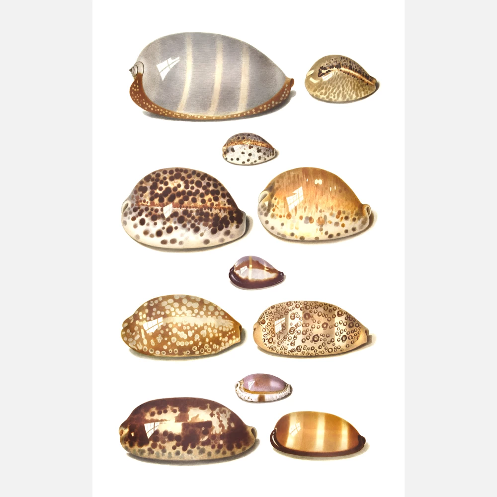 Eleven Large and Small Tropical Cowrie Shells Poster