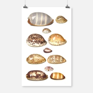 Eleven Large and Small Tropical Cowrie Shells Poster
