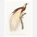 Emperor Bird of Paradise Male Poster