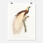 Emperor Bird of Paradise Male Poster