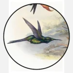 Empress Hummingbird Poster