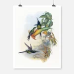 Empress Hummingbird Poster