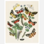 European Butterflies and Caterpillars Poster