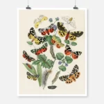 European Butterflies and Caterpillars Poster