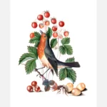 European Robin and Wild Strawberry Poster