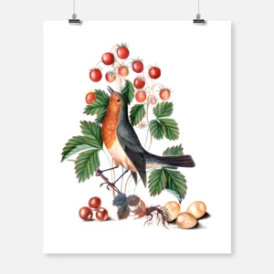 European Robin and Wild Strawberry Poster