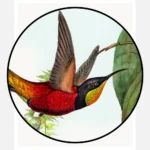 Fairy Topaz Hummingbird Poster