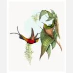 Fairy Topaz Hummingbird Poster