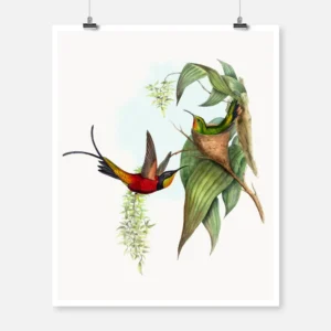 Fairy Topaz Hummingbird Poster