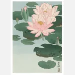 Flowering Water Lily Poster