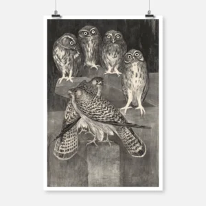 Four Little Owls and Two Kestrels Birds Poster