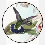 Fraser's Barbed Throat Hummingbird Poster