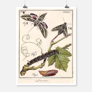 From Caterpillar to Butterfly Poster