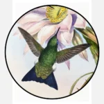 Glowing Puff Leg Hummingbird Poster