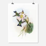 Glowing Puff Leg Hummingbird Poster