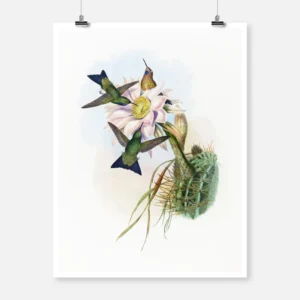 Glowing Puff Leg Hummingbird Poster