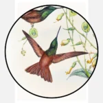 Gould's Rainbow Hummingbird Poster