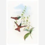 Gould's Rainbow Hummingbird Poster