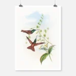 Gould's Rainbow Hummingbird Poster