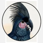 Great Black Cockatoo Poster