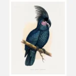 Great Black Cockatoo Poster