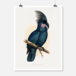 Great Black Cockatoo Poster