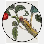 Great Blue Butterflies and Red Fruits Poster