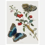 Great Blue Butterflies and Red Fruits Poster