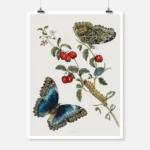 Great Blue Butterflies and Red Fruits Poster