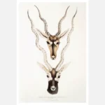 Indian Antelope Poster