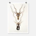 Indian Antelope Poster