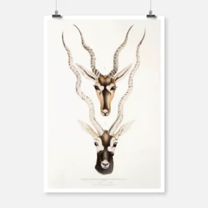 Indian Antelope Poster