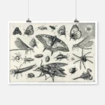 Insects Poster