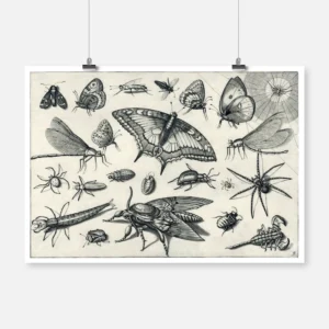 Insects Poster