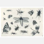 Insects Poster