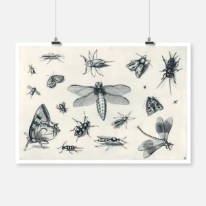 Insects Poster