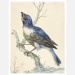 Lazuli Bunting Bird Poster