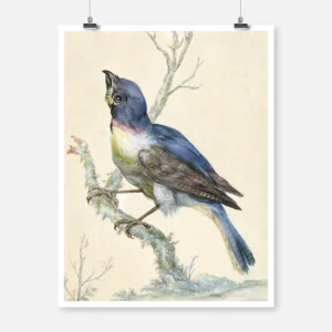 Lazuli Bunting Bird Poster