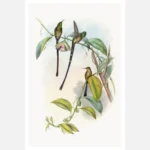 Lesbia Amaryllis Hummingbirds Poster