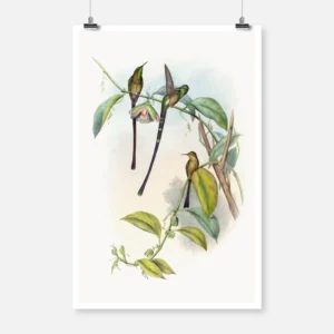 Lesbia Amaryllis Hummingbirds Poster