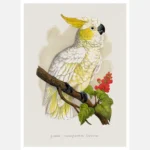 Lesser Lemon Crested Cockatoo Poster