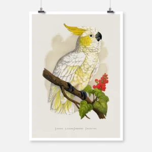 Lesser Lemon Crested Cockatoo Poster