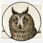 Little Owl and Long Eared Owl Poster