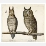 Little Owl and Long Eared Owl Poster