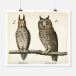 Little Owl and Long Eared Owl Poster