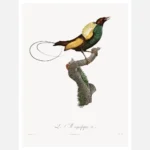 Magnificent Bird of Paradise Poster