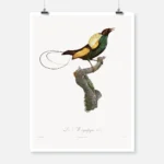 Magnificent Bird of Paradise Poster