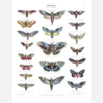 Moths Poster