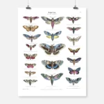 Moths Poster